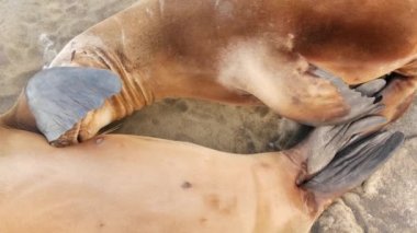 Sevimli yavru köpek, tatlı deniz aslanı yavrusu ve anne. Komik tembel foklar, okyanus kıyısı yaban hayatı, La Jolla, San Diego, California, ABD. Pasifik sahilinde garip, uykulu bir deniz hayvanı. Aile sevgisi ve bakımı