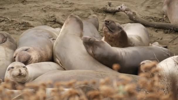 Śmieszne leniwe słonie foki na piaszczystej plaży Pacyfiku w San Simeon, Kalifornia, USA. Niezręczne tłuste mirounga bezuszne lwy morskie z niezwykłym rykiem sonoscis. Samiec alfa figlarne zachowanie rozrodcze — Wideo stockowe