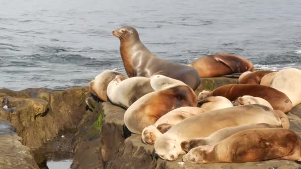 Lachtani na skále v La Jolla. Poblíž Tichého oceánu ležely na kamenech tuleňů. Vtipné líné divoké zvíře spící. Chráněný mořský savec v přírodním prostředí, San Diego, Kalifornie, USA — Stock video