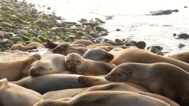 Des otaries sur le rocher à La Jolla. Phoques à oreilles sauvages reposant près de l'océan Pacifique sur des pierres. Drôle d'animal paresseux dormant. Mammifère marin protégé dans l'habitat naturel, San Diego, Californie, USA — Video