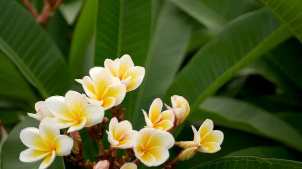 Unscharfe Nahaufnahme Makro Der Bunten Tropischen Blume Frühlingsgarten Mit Zarten — Stockfoto