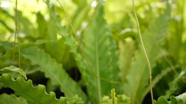 Helder Sappig Exotisch Tropisch Groen Jungle Selectieve Focus Natuurlijke Organische — Stockfoto