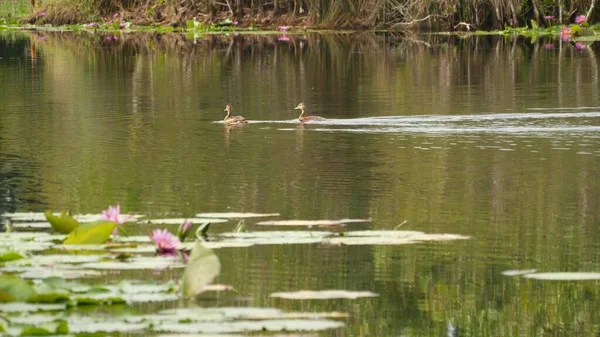Качки Озері Водними Ліліями Рожеві Лотоси Похмурій Воді Відображають Птахів — стокове фото