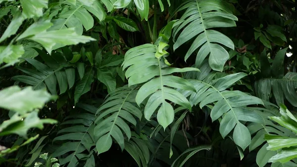 Jasná Šťavnatá Exotická Tropická Zeleň Džungli Selektivní Zaměření Přirozeného Organického — Stock fotografie