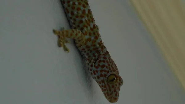 Gri Yüzeyde Tockay Gecko Akşamları Gri Yüzeyde Sürünen Tockay Gecko — Stok fotoğraf