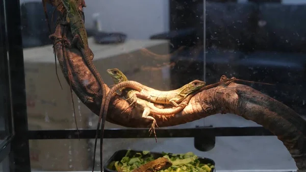 도마뱀이 새우를 먹는다 타이의 시장에 뜨거운 도마뱀 — 스톡 사진