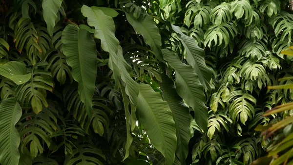 Sappige Exotische Tropische Monstera Bladeren Textuur Achtergrond Copyspace Weelderig Gebladerte — Stockfoto