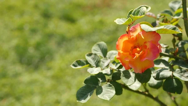 Jardín Rosas Inglesas Rosarium Fondo Floral Flores Tiernas Floreciendo Las — Foto de Stock