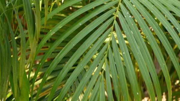 Hoja Palma Verde Tropical Desenfoque Con Luz Solar Fondo Natural — Foto de Stock