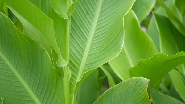 Bananbladsmuren Stora Tropiska Färska Gröna Bananblad Naturlig Tropisk Exotisk Bakgrund — Stockfoto