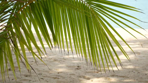 Plage Sable Tropical Île Paradisiaque Feuille Palmier Verte Donnant Sur — Photo
