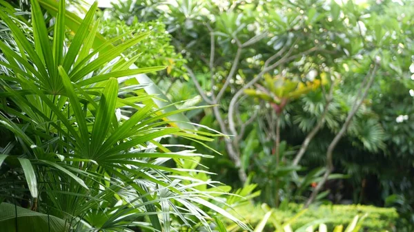 Piękny Krajobraz Egzotycznego Tropikalnego Ogrodu Gęsty Nieprzejezdny Ogród Tropikalny Zamieszkały — Zdjęcie stockowe