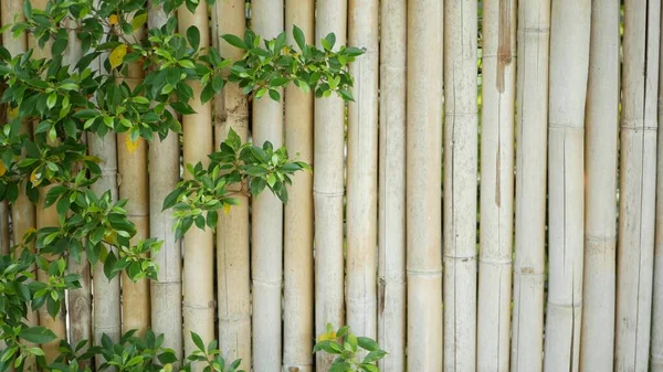 Valla Bambú Rodeada Exuberante Vegetación Valla Bambú Duradera Arbustos Verdes —  Fotos de Stock