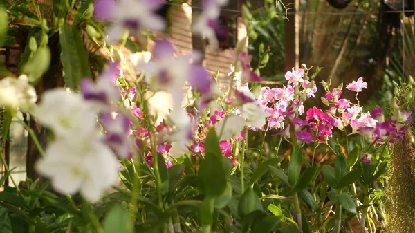 Beautiful Lilac Purple Magenta Orchids Growing Blurred Background Green Park — Stock Photo, Image