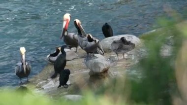 Boğaz kesesi olan kahverengi pelikanlar ve balıkçılıktan sonra çift tepeli karabataklar La Jolla Koyu 'nda kayalar. Büyük gagalı deniz kuşu Pasifik Okyanusu üzerinde doğal yaşam alanı, San Diego, Kaliforniya ABD