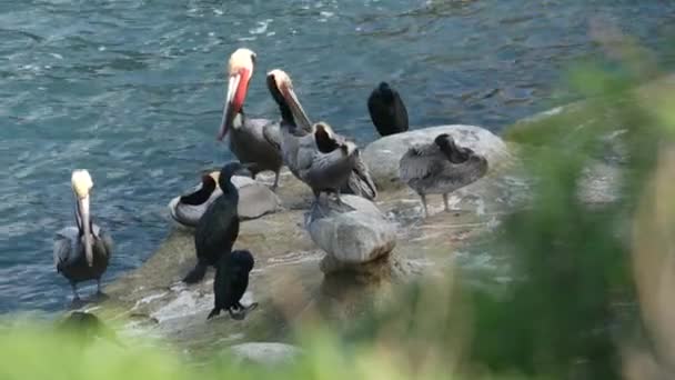 Brune pelikaner med halspose og dobbelt toppet cormorant etter fisking, stein i La Jolla Cove. Sjøfugl med stort nebb over Stillehavet i naturlig habitat, San Diego, California USA – stockvideo