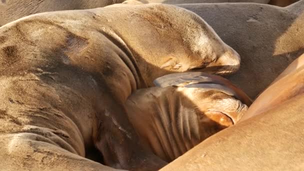 Des otaries sur le rocher à La Jolla. Phoques à oreilles sauvages reposant près de l'océan Pacifique sur des pierres. Drôle d'animal paresseux dormant. Mammifère marin protégé dans l'habitat naturel, San Diego, Californie, USA — Video