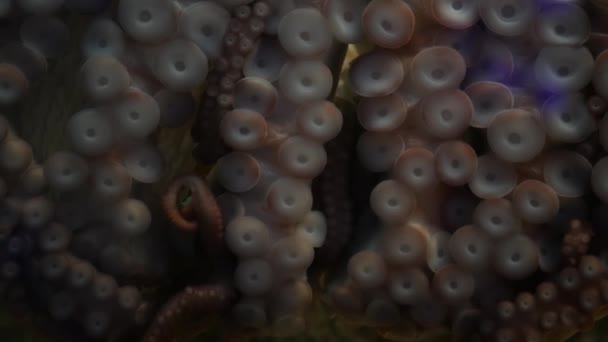 Pulpo raro con ventosas en los brazos. Tentáculos gigantes de calamar macro de cerca. Gran kraken hipnótico aterrador con ocho extremidades. Multitask símbolo y colosal monstruo de moluscos de leyenda. Sprut fascinante — Vídeos de Stock