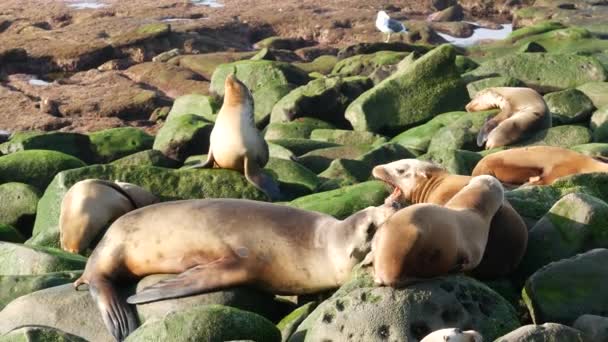 Leoni marini sulla roccia a La Jolla. Giocose foche dalle orecchie selvagge strisciano vicino all'oceano Pacifico sulla roccia. Divertenti animali selvatici assonnati. Mammiferi marini protetti in habitat naturale, San Diego, California, USA — Video Stock