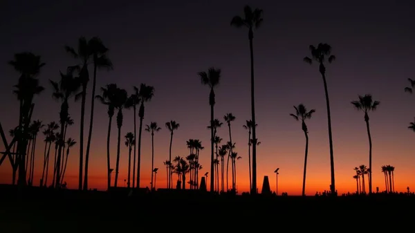 California Summertime Dusk Twilight Aesthetic Purple Dramatic Sunset Palm Tree — Stock Photo, Image