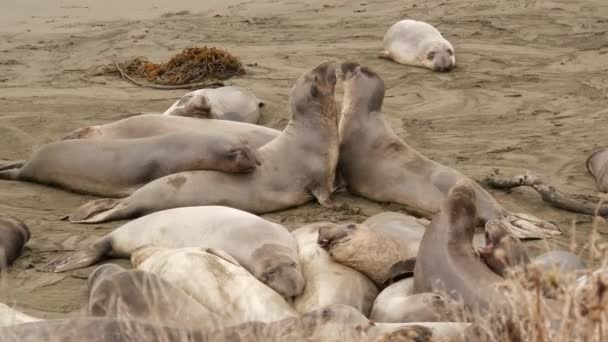 Śmieszne leniwe słonie foki na piaszczystej plaży Pacyfiku w San Simeon, Kalifornia, USA. Niezręczne tłuste mirounga bezuszne lwy morskie z niezwykłym rykiem sonoscis. Samiec alfa figlarne zachowanie rozrodcze — Wideo stockowe