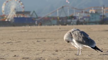 Güneşli kumlu Kaliforniya sahilinde martılar, Santa Monica Pasifik Okyanusu 'ndaki rıhtımdaki eğlence parkında klasik dönme dolap. Yazın ikonik manzara, Los Angeles 'ın sembolü, CA USA. Seyahat kavramı
