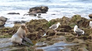 La Jolla 'da kayadaki deniz aslanı. Vahşi kulaklı fok, Pasifik Okyanusu 'nun yanında, taşın üzerinde duruyor. Sahilde tembellik eden komik bir vahşi hayvan. Doğal habitatta korunan deniz memelisi, San Diego, Kaliforniya ABD