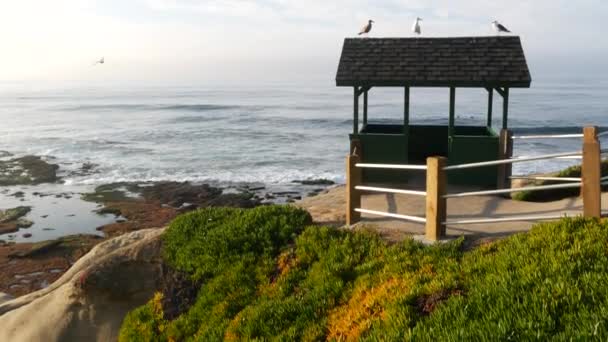 Θαλάσσια πουλιά γλάροι στην οροφή alcove. Γλάροι σε ξύλινη κληματαριά, Ειρηνικός ωκεανός που πετά κύματα. Gazebo καλύβα και πάγο φυτό χυμώδη πράσινο σε απότομο γκρεμό. Σημείο Vista στο La Jolla, Σαν Ντιέγκο, Καλιφόρνια ΗΠΑ — Αρχείο Βίντεο