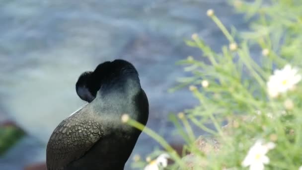 Dubbelspigg skarv efter fiske i grönska. Havsfågel med hooked bill och blått öga på klippan nära Stilla havet stänk vågor i naturlig miljö, La Jolla Cove, San Diego, Kalifornien USA — Stockvideo