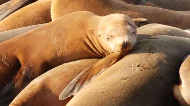 Морские львы на скале в Ла-Хойя. Дикие ушные тюлени, покоящиеся у Тихого океана на камнях. Забавное ленивое животное спит. Защищенное морское млекопитающее в естественной среде обитания, Сан-Диего, Калифорния, США — стоковое видео
