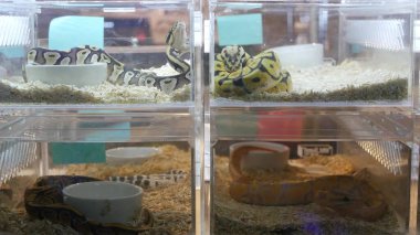 Captive bred snakes for sale. Small plastic boxes with captive bred ball pythons of various morphs placed on stall on Chatuchak Market in Bangkok, Thailand. clipart