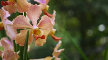 Bulanık makrolar, bahar bahçesinde renkli tropikal orkide çiçekleri, güneşli yemyeşil yaprakların arasında narin yapraklar. Kopya alanı olan soyut doğal egzotik arkaplan. Çiçek açar ve iz bırakır..