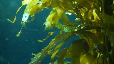 Işık ışınları dev bir Kelp ormanından geçiyor. Macrocystis pyrifera. Dalış, akvaryum ve deniz konsepti. Su altında, sallanan yosun yapraklarına yakın çekim. Güneş ışığı, canlı ve egzotik okyanus bitkilerini deler..