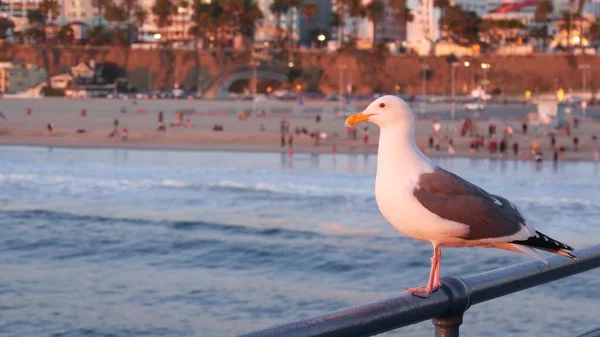 California Estate Spiaggia Estetica Tramonto Rosa Carino Divertente Gabbiano Marino — Foto Stock