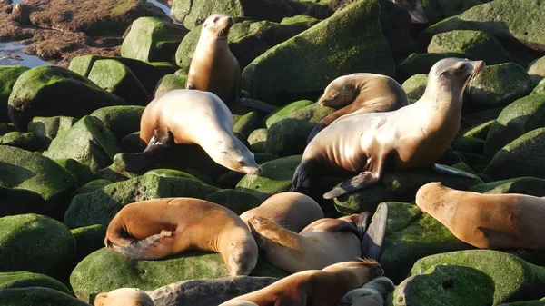 Seelöwen Auf Dem Felsen Jolla Verspielte Wildohrrobben Krabbeln Der Nähe — Stockfoto