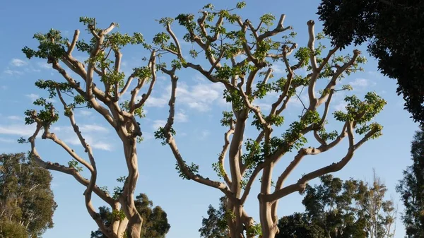 Große Seltsame Korallenbäume Embarcadero Marina Park Der Nähe Des Uss — Stockfoto