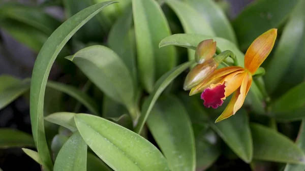 Rozmazané Zblízka Makro Barevného Tropického Květu Jarní Zahradě Jemnými Okvětními — Stock fotografie