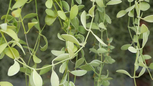 Suculenta Vegetação Tropical Exótica Brilhante Selva Foco Seletivo Fundo Orgânico — Fotografia de Stock