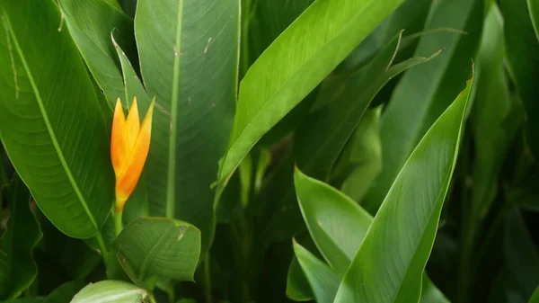 Heliconia Oranye Dan Kuning Strelitzia Burung Surga Macro Close Daun — Stok Foto