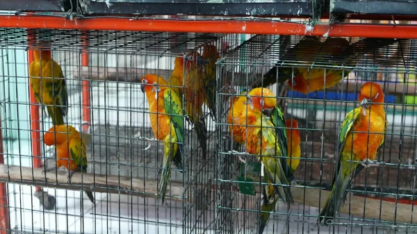 Parrot Chicks Cages Pet Market Birds Being Kept Small Cage — Stock Photo, Image