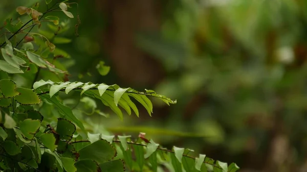 Végétation Sauvage Vive Bois Tropicaux Profondément Brumeux Paysage Jungle Intérieur — Photo