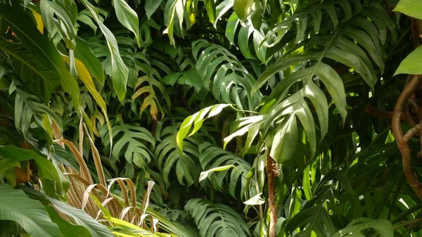 Monstera Tropis Eksotis Juicy Meninggalkan Latar Belakang Tekstur Ruang Penyalinan — Stok Foto