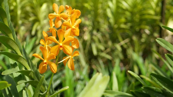 Macro Desfocado Perto Flor Orquídea Tropical Colorida Jardim Primavera Pétalas — Fotografia de Stock