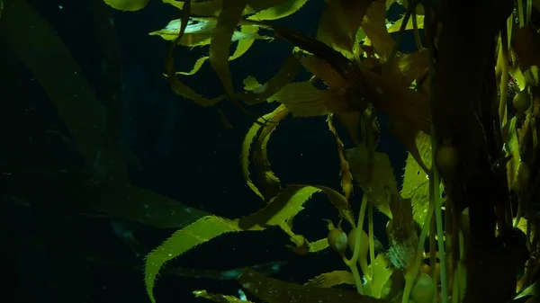 Promienie Światła Przenikają Przez Olbrzymi Las Wodny Piryfera Makrocystis Nurkowanie — Zdjęcie stockowe