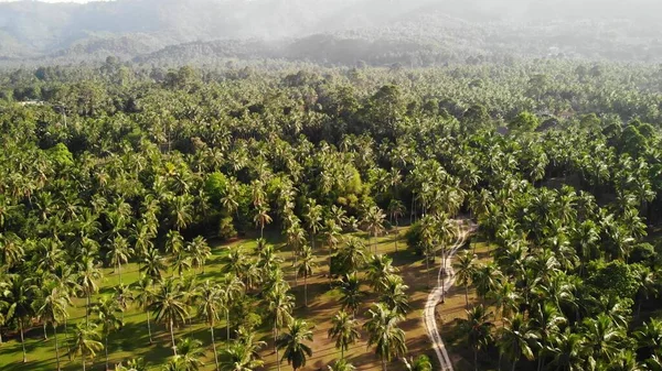 Lotu Ptaka Krajobraz Wyspy Plantacja Palm Kokosowych Tajlandia Naturalna Idylliczna — Zdjęcie stockowe
