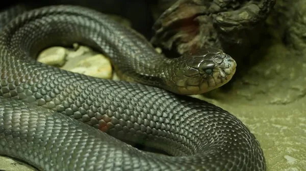 Serpente Velenoso Maestoso Dalla Pelle Scura Bellissimo Cobra Monocolo Con — Foto Stock