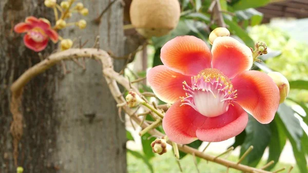 Egzotyczne Kwiaty Drzewo Niebezpieczne Duże Zielone Tropikalne Drzewo Armatnie Salalanga — Zdjęcie stockowe