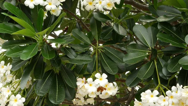 Many exotic white flowers. Blooming Frangipani Plumeria Leelawadee set of white tropical flowers on green tree. Natural tropical exotic background.