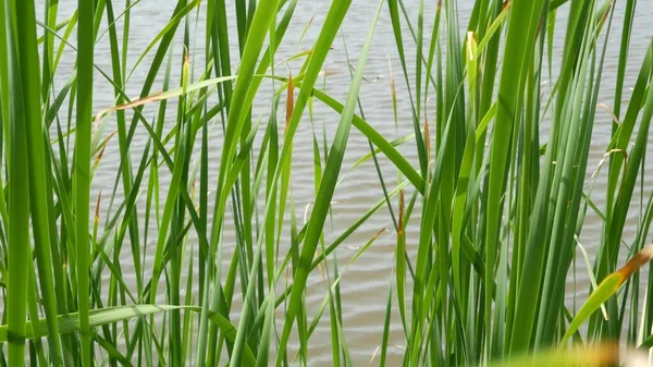 Los Matorrales Las Cañas Sobre Fondo Del Lago Agua Del —  Fotos de Stock