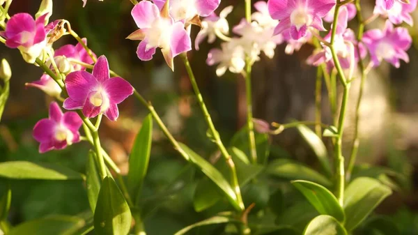 Krásné Fialové Fialové Fialové Orchideje Rostoucí Rozmazaném Pozadí Zeleného Parku — Stock fotografie